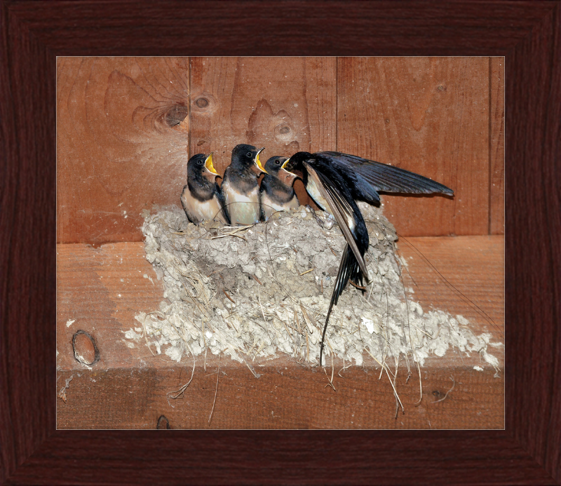Hirundo Rustica - Great Pictures Framed