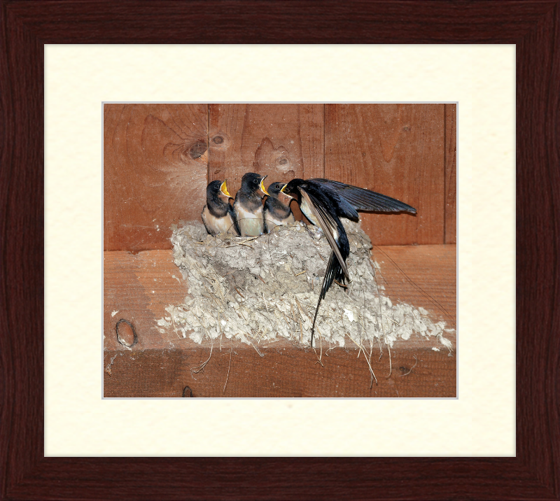 Hirundo Rustica - Great Pictures Framed