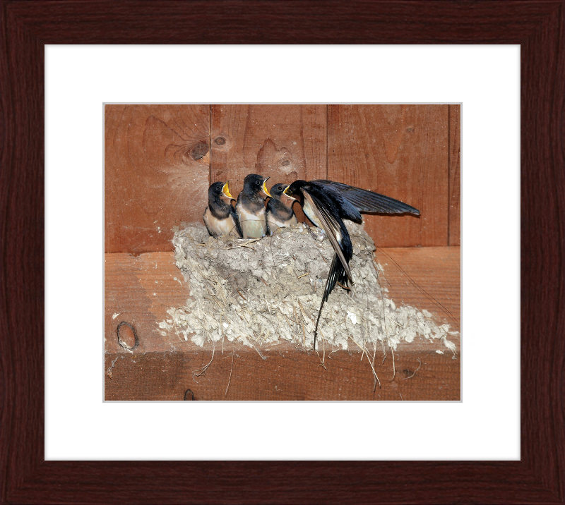 Hirundo Rustica - Great Pictures Framed