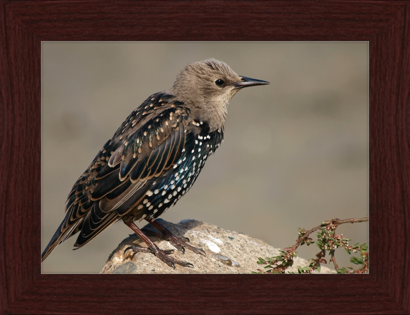 Sturnus vulgaris - Great Pictures Framed