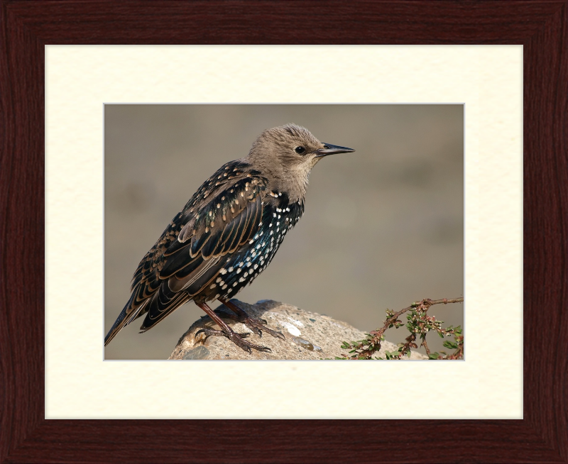 Sturnus vulgaris - Great Pictures Framed