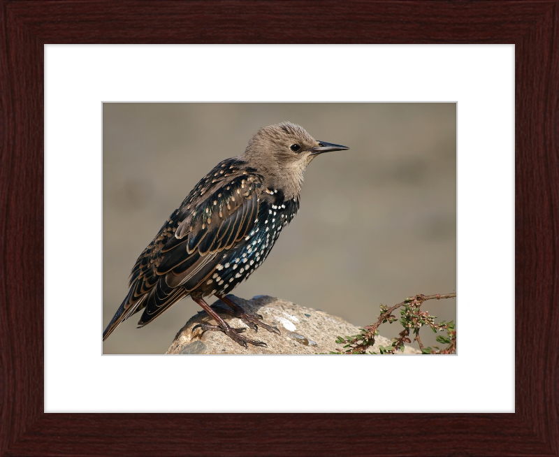 Sturnus vulgaris - Great Pictures Framed