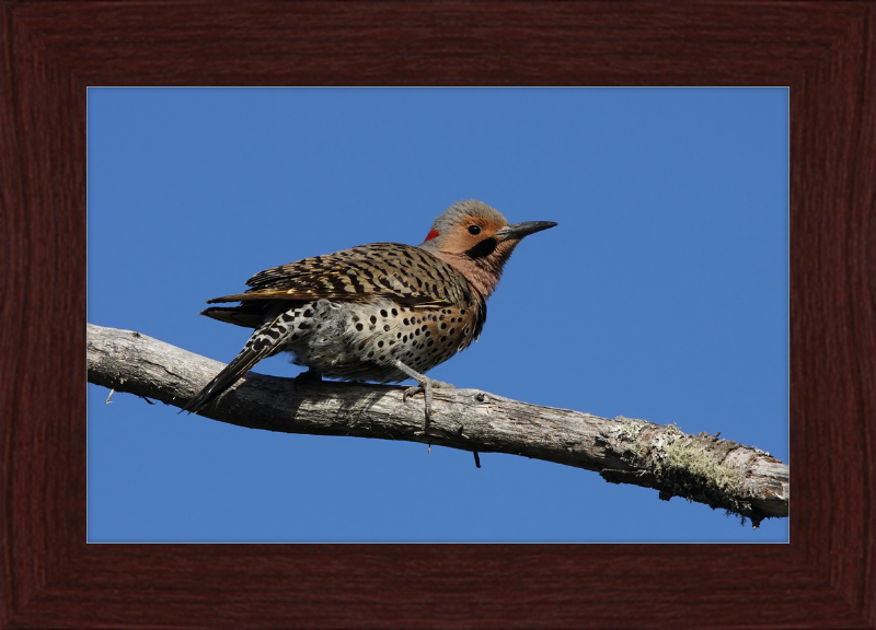 Colaptes Auratus (2) - Great Pictures Framed