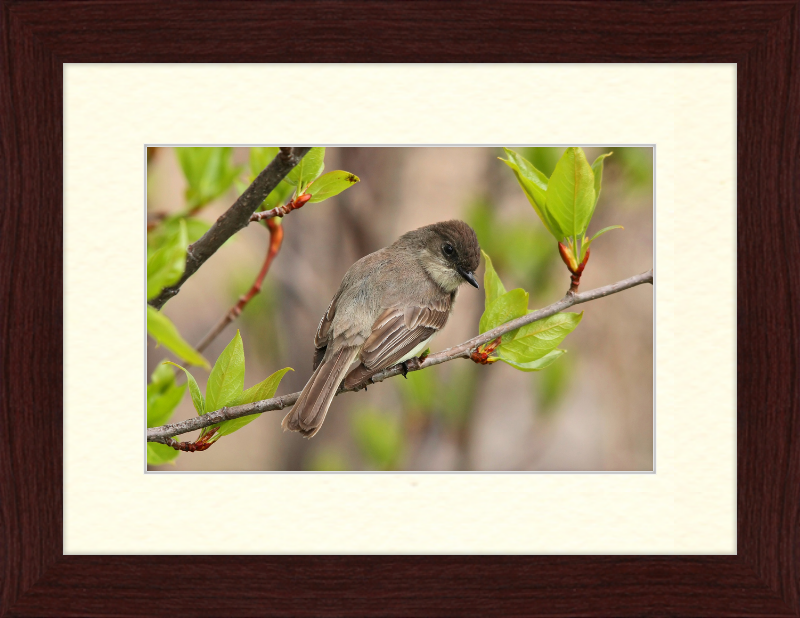 Sayornis phoebe - Great Pictures Framed