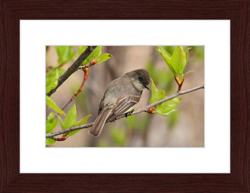 Sayornis phoebe - Great Pictures Framed