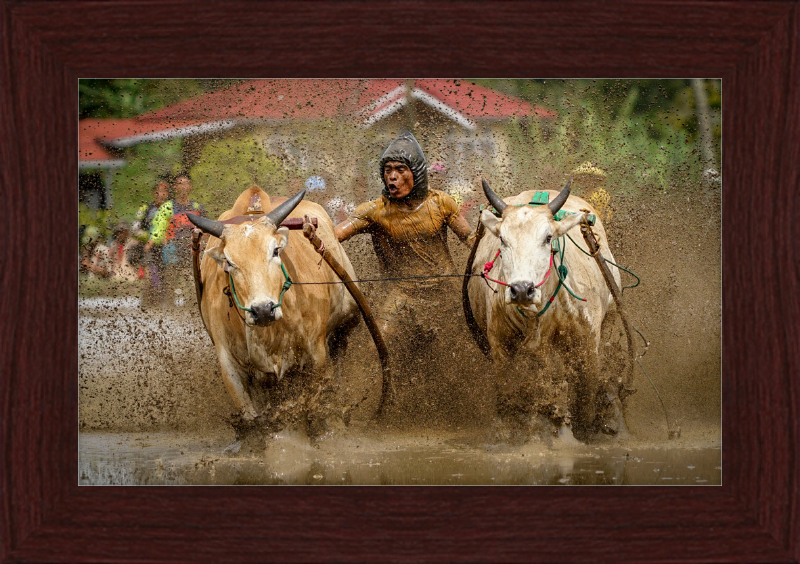 Pacu Jawi in Tanah Datar - Great Pictures Framed