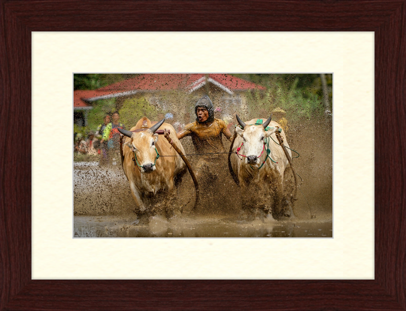 Pacu Jawi in Tanah Datar - Great Pictures Framed