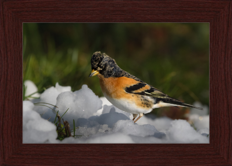 Pinson du Nord - Great Pictures Framed