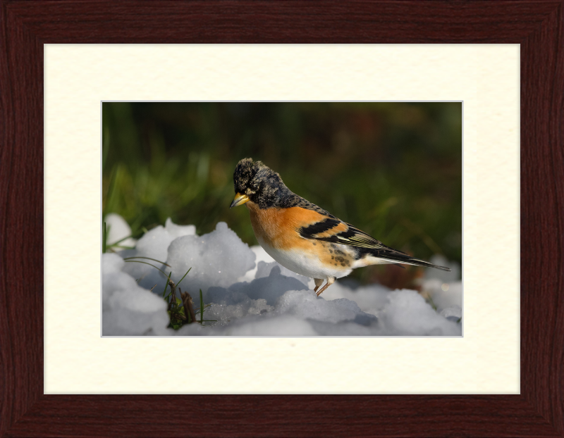 Pinson du Nord - Great Pictures Framed