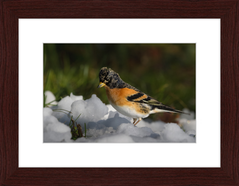 Pinson du Nord - Great Pictures Framed