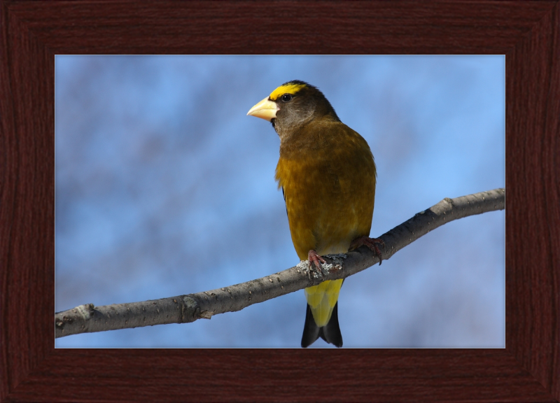 Hesperiphona Vespertina - Great Pictures Framed