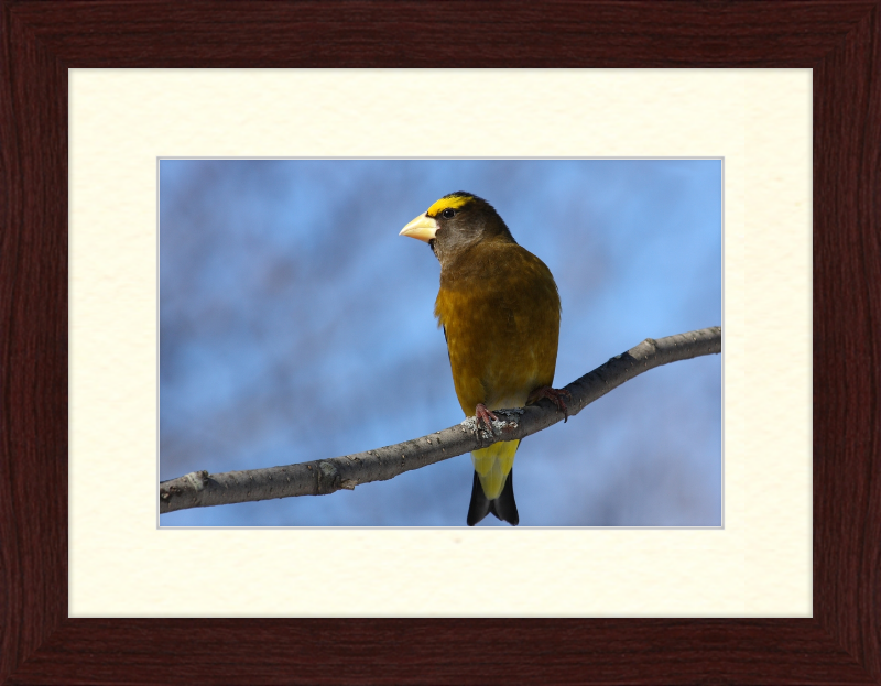 Hesperiphona Vespertina - Great Pictures Framed