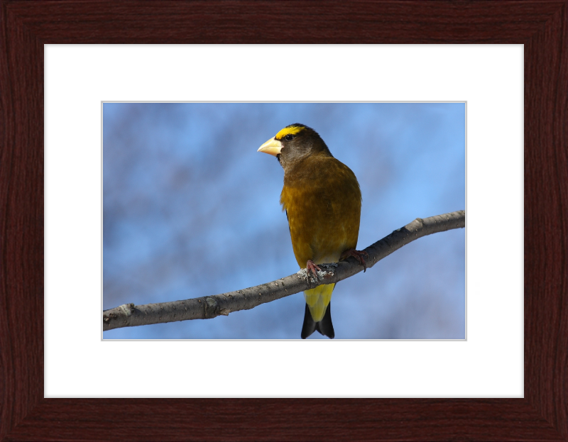 Hesperiphona Vespertina - Great Pictures Framed