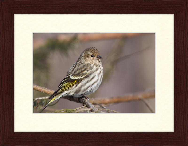 Grey-Brown Pine Siskin - Great Pictures Framed