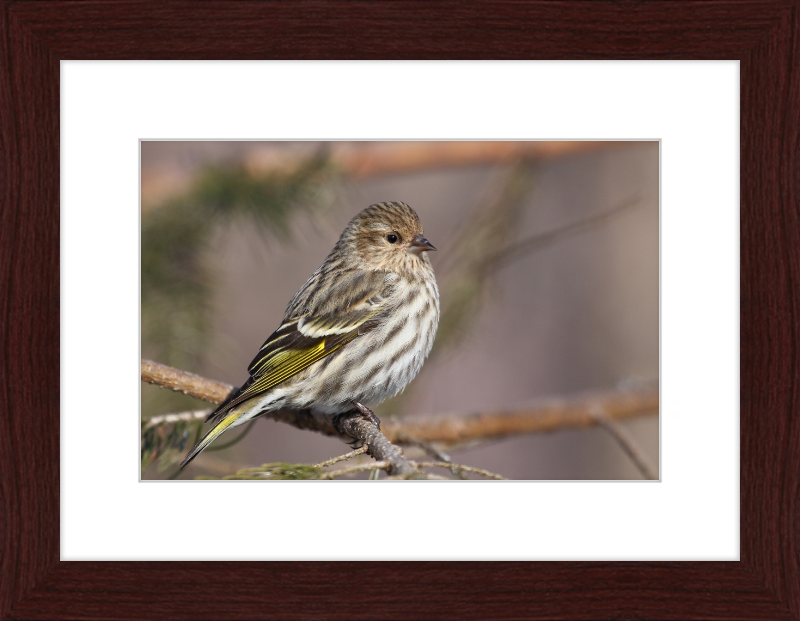 Grey-Brown Pine Siskin - Great Pictures Framed