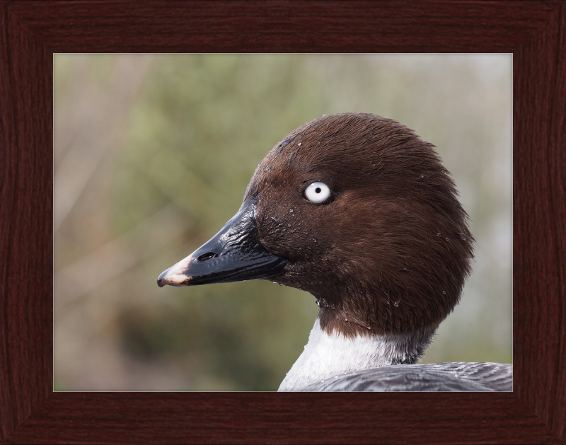 Bucephala Clangula - Female - Great Pictures Framed