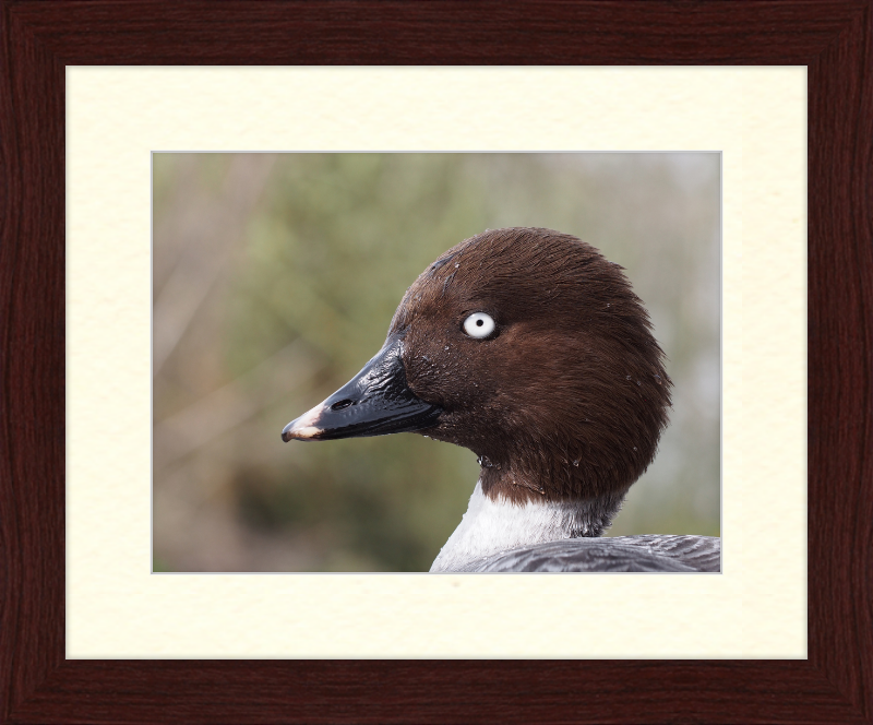 Bucephala Clangula - Female - Great Pictures Framed