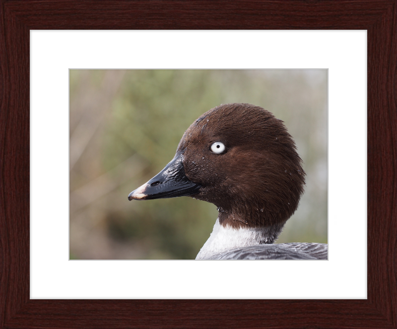 Bucephala Clangula - Female - Great Pictures Framed
