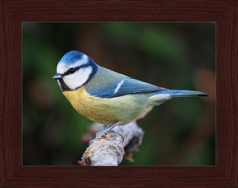 Eurasian Blue Tit Lancashire - Great Pictures Framed