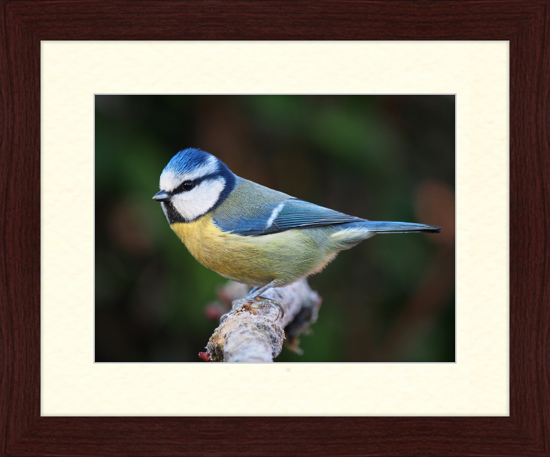 Eurasian Blue Tit Lancashire - Great Pictures Framed