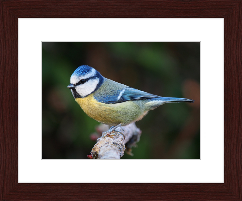 Eurasian Blue Tit Lancashire - Great Pictures Framed