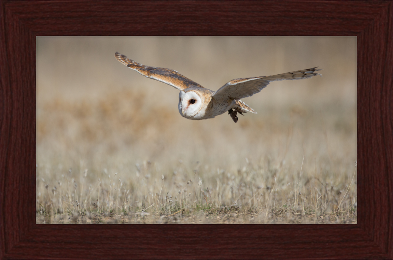 A Barn Owl in Flight - Great Pictures Framed