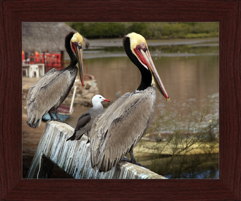 Tres amigos - Great Pictures Framed