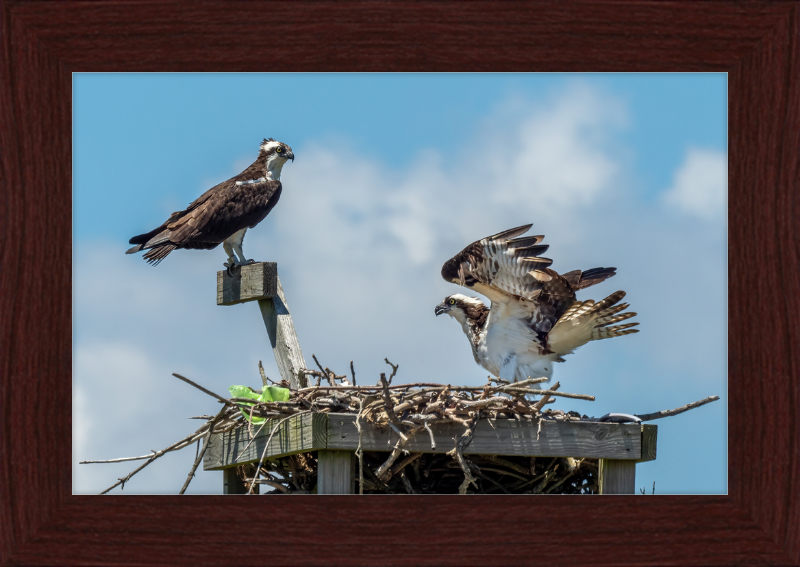 Ospreys in Sandy Hook - Great Pictures Framed