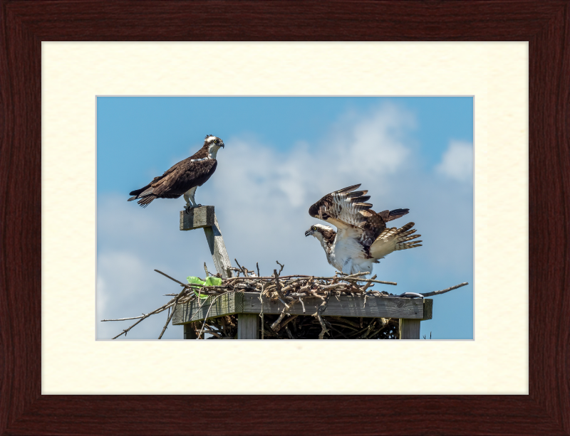 Ospreys in Sandy Hook - Great Pictures Framed