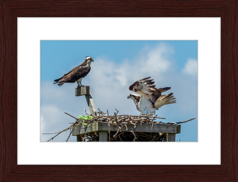 Ospreys in Sandy Hook - Great Pictures Framed