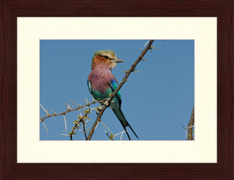 The Lilac-Breasted Roller - Great Pictures Framed