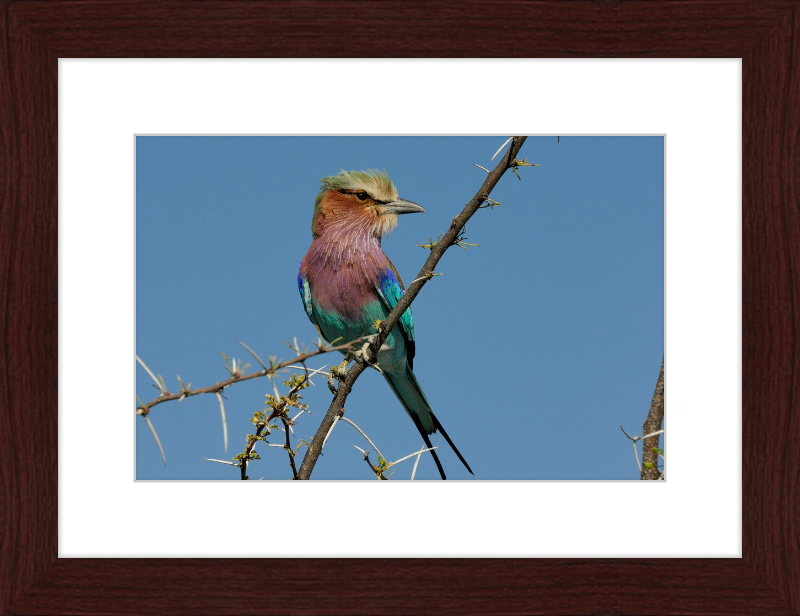 The Lilac-Breasted Roller - Great Pictures Framed