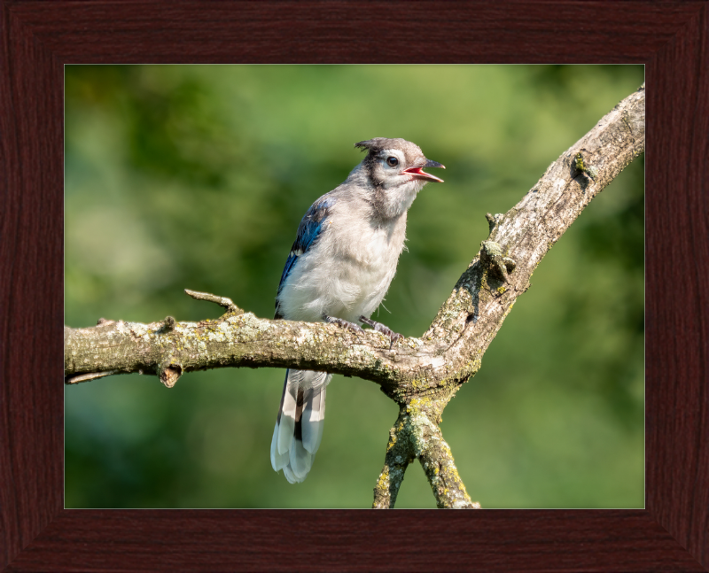 Jay Fledgling in Nature - Great Pictures Framed