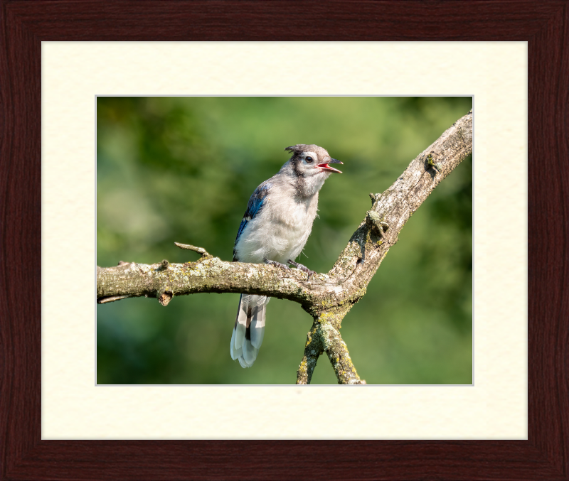 Jay Fledgling in Nature - Great Pictures Framed