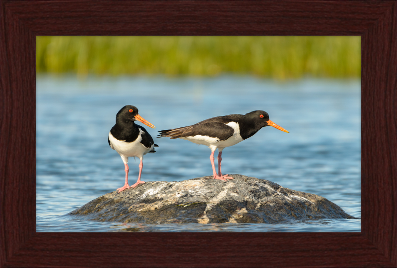 Eurasian Oystercatcher - Haematopus Ostralegus - Great Pictures Framed
