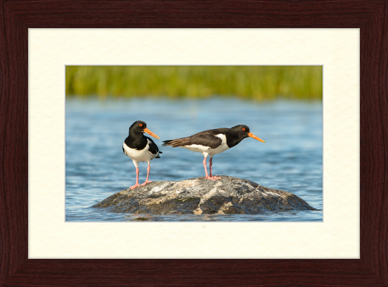 Eurasian Oystercatcher - Haematopus Ostralegus - Great Pictures Framed
