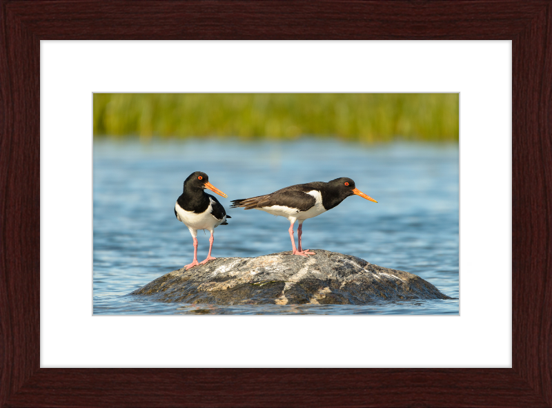 Eurasian Oystercatcher - Haematopus Ostralegus - Great Pictures Framed