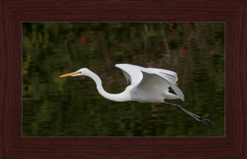 Eastern Great Egret in Flight at Tennaji Park in Osaka. - Great Pictures Framed