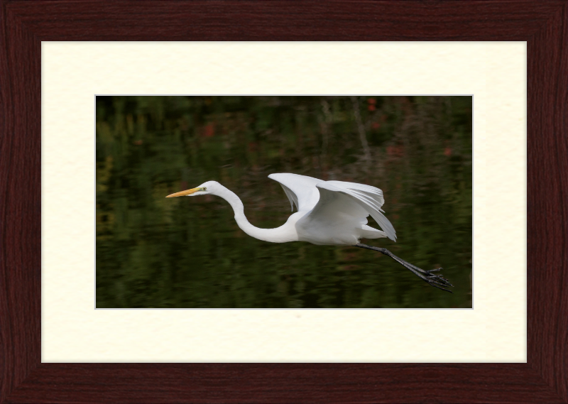 Eastern Great Egret in Flight at Tennaji Park in Osaka. - Great Pictures Framed