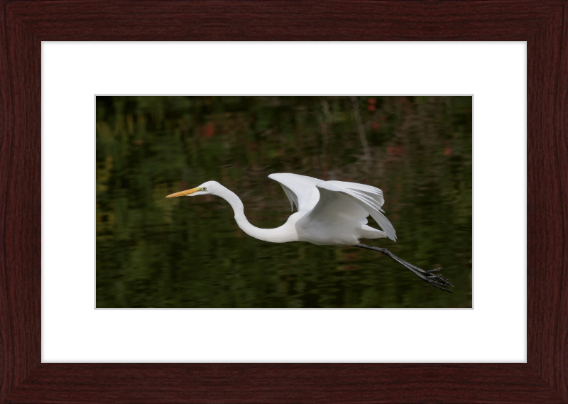 Eastern Great Egret in Flight at Tennaji Park in Osaka. - Great Pictures Framed