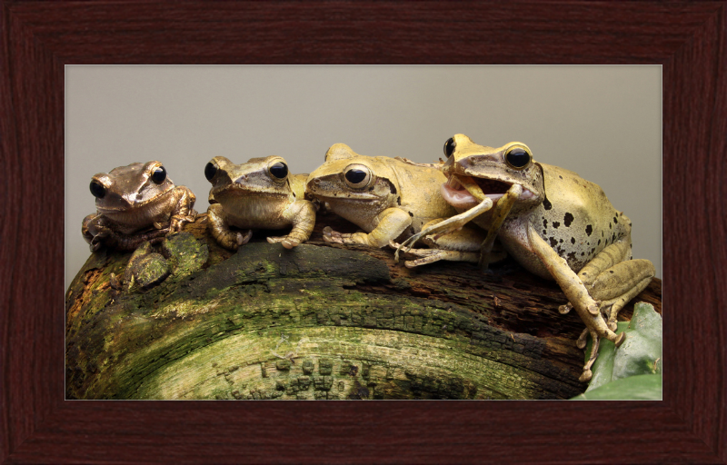 Polypedates Leucomystax Weissbart Ruderfrosch - Great Pictures Framed