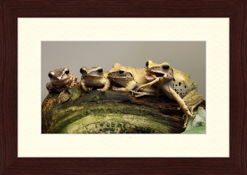 Polypedates Leucomystax Weissbart Ruderfrosch - Great Pictures Framed