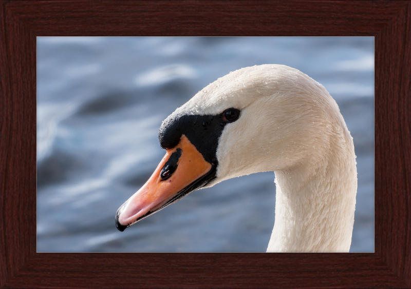 Cygnus olor - Great Pictures Framed