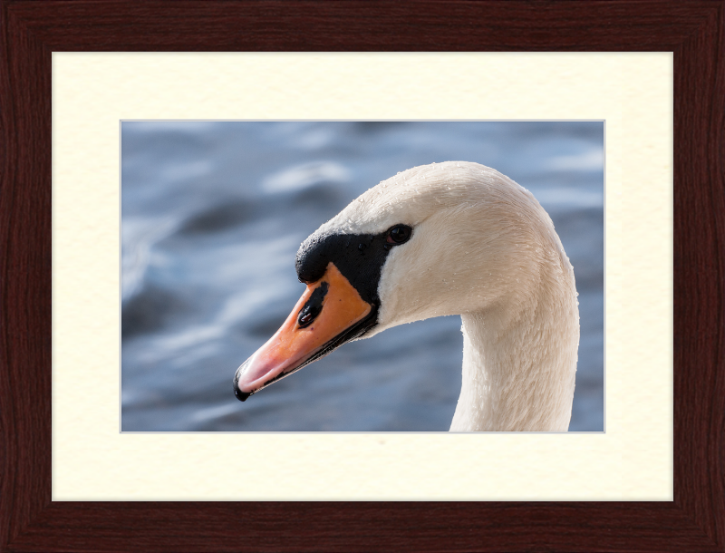 Cygnus olor - Great Pictures Framed