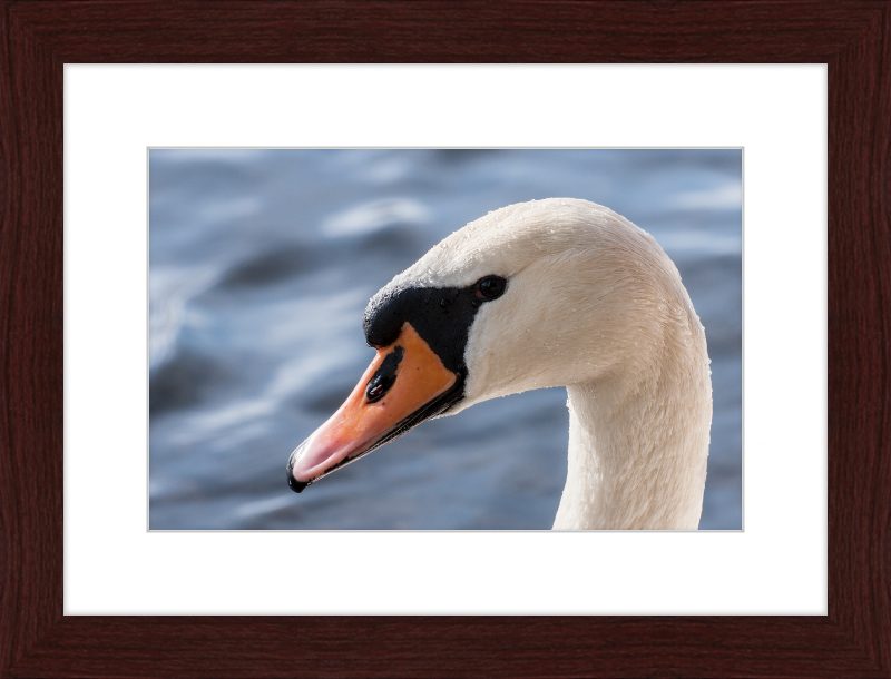 Cygnus olor - Great Pictures Framed