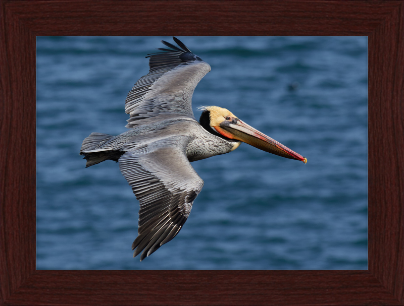 Brown Pelican in Bodega Bay - Great Pictures Framed