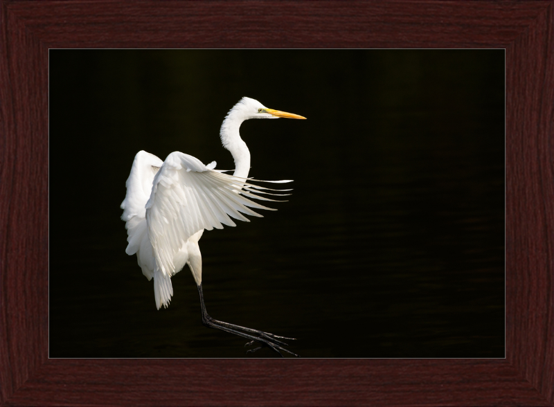 Eastern Great Egret Landing at Tennaji Park in Osaka. - Great Pictures Framed