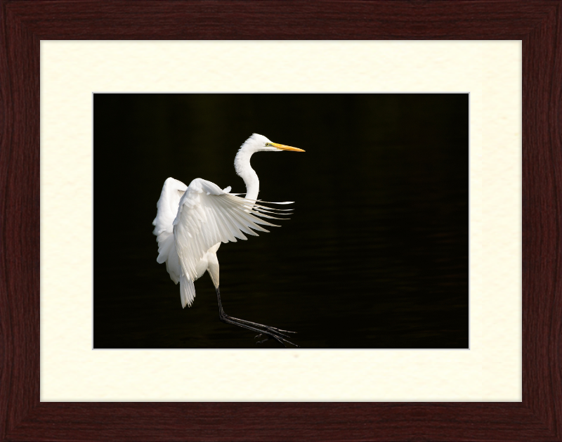 Eastern Great Egret Landing at Tennaji Park in Osaka. - Great Pictures Framed
