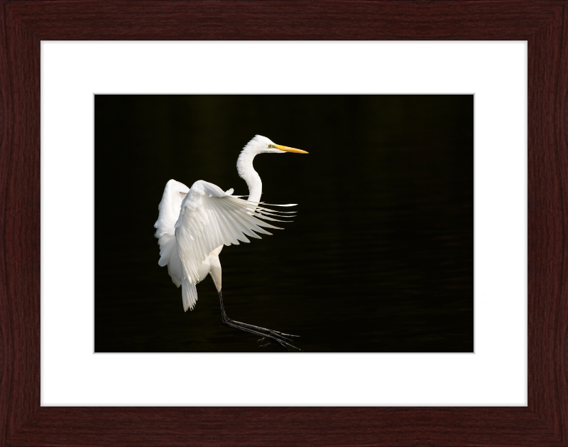 Eastern Great Egret Landing at Tennaji Park in Osaka. - Great Pictures Framed