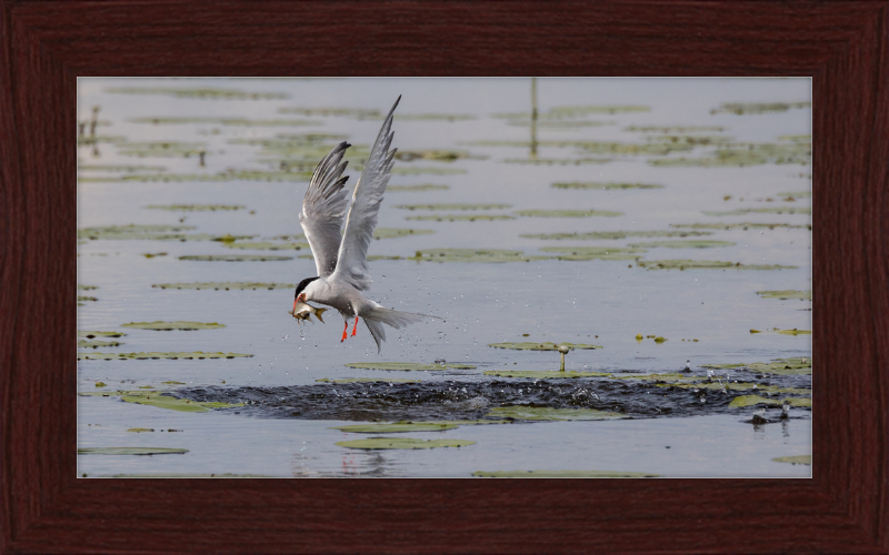 A Common Tern Fishing in the Federseeried Bird Sanctuary - Great Pictures Framed